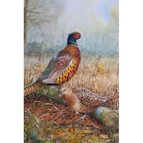 440 - ARR RICHARD DUFFIELD (Contemporary), Pheasant cock and hen in covert, watercolour, signed to lower l... 