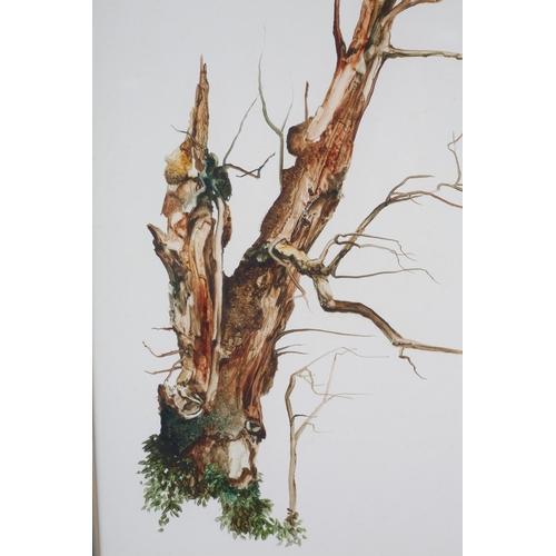 431 - ARR NEIL SIMONE (b.1947) 'Tree Study with Faces' oil sketch, signed to lower right, title verso, 40c... 