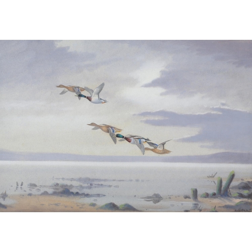 442 - ARR PHILIP RICKMAN (1891-1982) 'Mallards Over Water' pastel, signed to lower right 25cm x 36.5cm