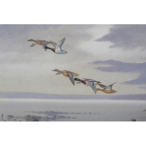 442 - ARR PHILIP RICKMAN (1891-1982) 'Mallards Over Water' pastel, signed to lower right 25cm x 36.5cm