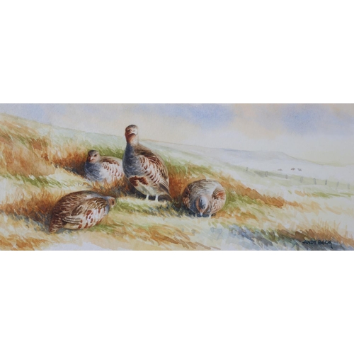 443 - ARR ANDY BECK (20th/21st Century), Covey of grey partridge, watercolour, signed to lower right, 9.5c... 