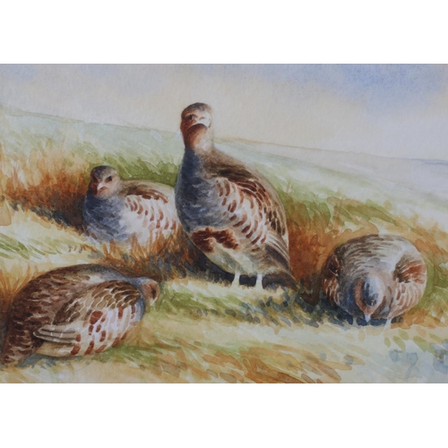 443 - ARR ANDY BECK (20th/21st Century), Covey of grey partridge, watercolour, signed to lower right, 9.5c... 