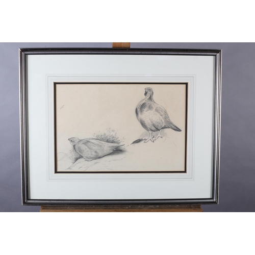 444 - ARR PHILIP RICKMAN (1891-1982), Grouse on Watch, pencil drawing, unsigned, attribution verso, 26cm x... 