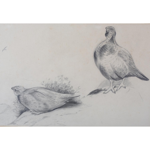 444 - ARR PHILIP RICKMAN (1891-1982), Grouse on Watch, pencil drawing, unsigned, attribution verso, 26cm x... 