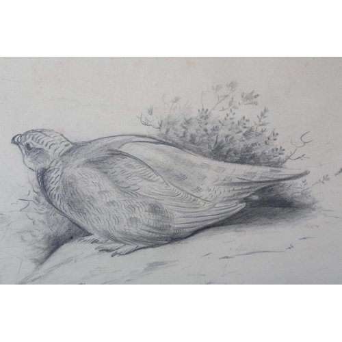 444 - ARR PHILIP RICKMAN (1891-1982), Grouse on Watch, pencil drawing, unsigned, attribution verso, 26cm x... 