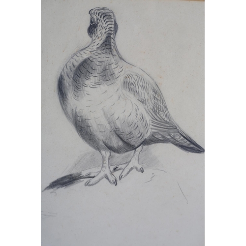 444 - ARR PHILIP RICKMAN (1891-1982), Grouse on Watch, pencil drawing, unsigned, attribution verso, 26cm x... 