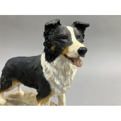 41 - Two Border Fine Arts figures of Collies, no.A2649 and no.M107, on wooden plinths (2)