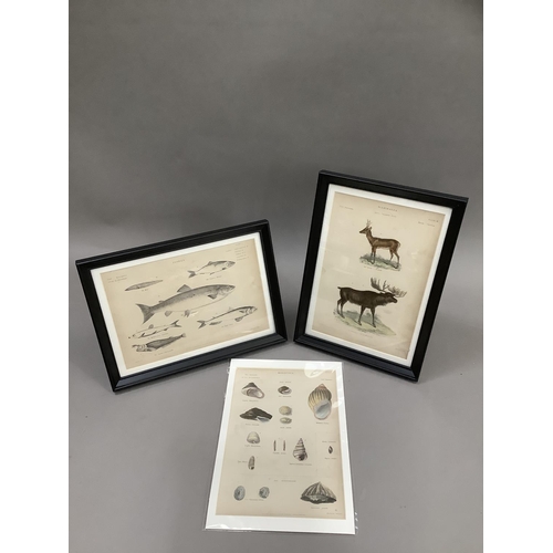 320 - A pair of framed book plates, engravings of fish, including heron, salmon and others 18cm x 26.5cm