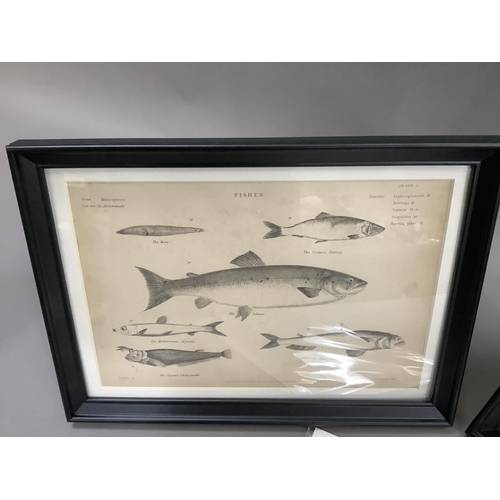 320 - A pair of framed book plates, engravings of fish, including heron, salmon and others 18cm x 26.5cm