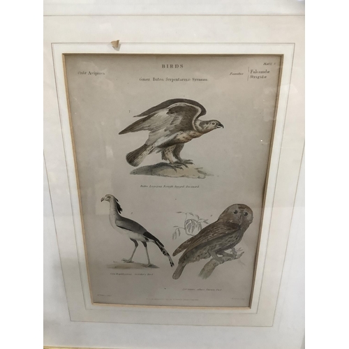 316 - Two framed book plates engravings of birds including buzzards, brown owl, second bird and others, 17... 