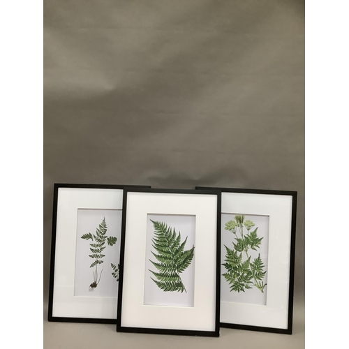 155 - A set of three botanical prints, 44.5cm x 25cm, overall measurements: 70.5cm x 50.5cm, ebonised fram... 