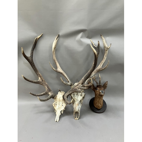 176 - Taxidermy: a male Roe deer head mount on circular shield together with a set of red stag antlers on ... 