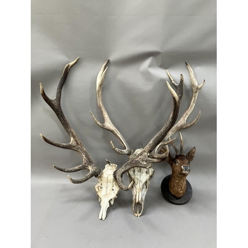 176 - Taxidermy: a male Roe deer head mount on circular shield together with a set of red stag antlers on ... 