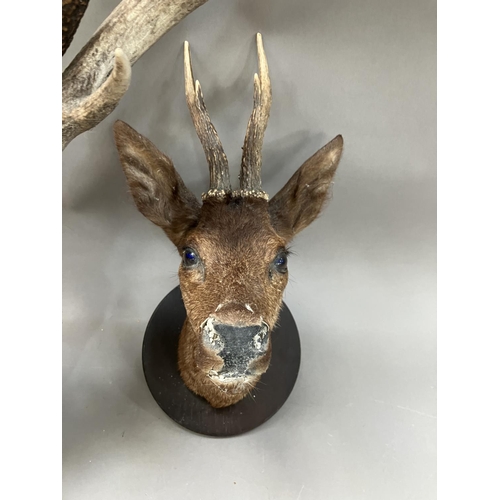 176 - Taxidermy: a male Roe deer head mount on circular shield together with a set of red stag antlers on ... 