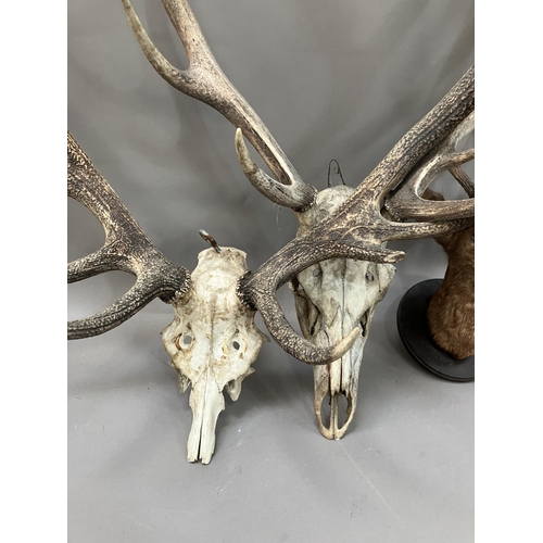 176 - Taxidermy: a male Roe deer head mount on circular shield together with a set of red stag antlers on ... 