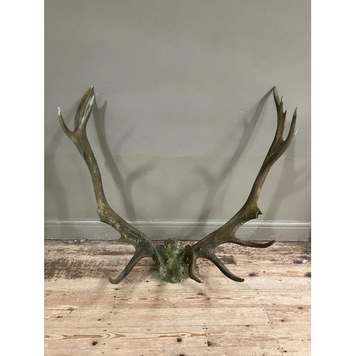 168 - Antlers/ horns: adult red deer stag antlers on upper skull, fifteen points (A/F) 160cm wide x 101cm ... 