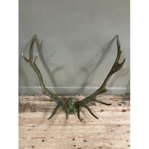 168 - Antlers/ horns: adult red deer stag antlers on upper skull, fifteen points (A/F) 160cm wide x 101cm ... 