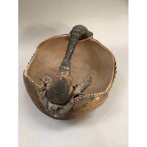 51 - Taxidermy: An armadillo formed as a basket lined with felt