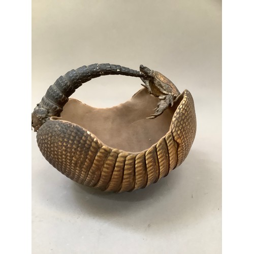 51 - Taxidermy: An armadillo formed as a basket lined with felt