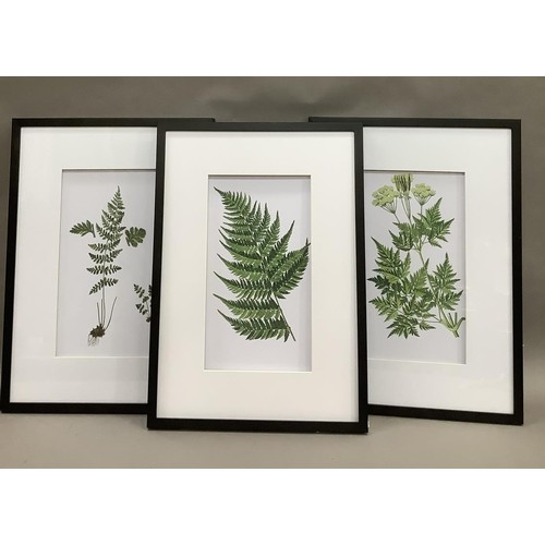 155 - A set of three botanical prints, 44.5cm x 25cm, overall measurements: 70.5cm x 50.5cm, ebonised fram... 