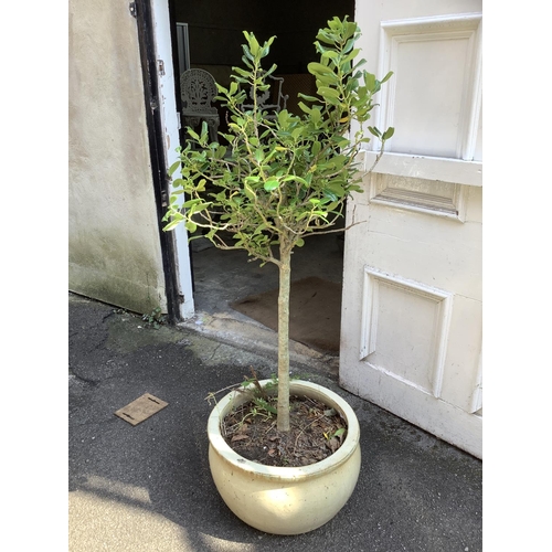 104 - A large, ceramic, cream, glazed flower pot containing a holly bush which has been cut to form a loll... 