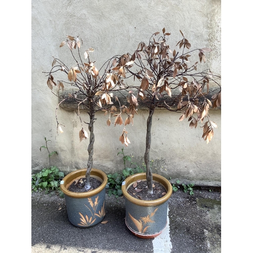 105 - A pair of blue and light brown ceramic glazed pots containing two twisted lollipop bay trees