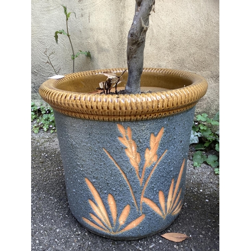 105 - A pair of blue and light brown ceramic glazed pots containing two twisted lollipop bay trees