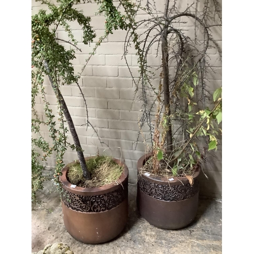 107 - A pair of brown, salt-glazed terracotta plant pots containing two shrubs