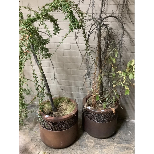 107 - A pair of brown, salt-glazed terracotta plant pots containing two shrubs