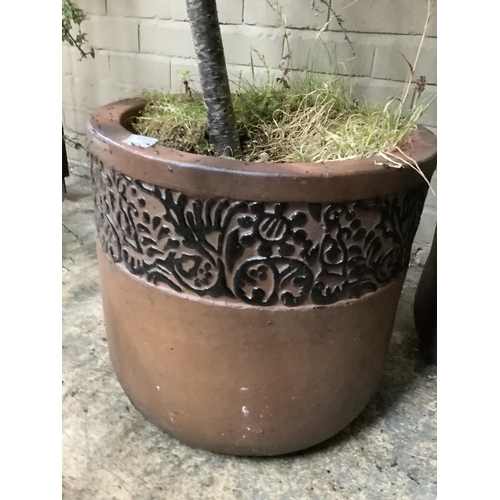 107 - A pair of brown, salt-glazed terracotta plant pots containing two shrubs