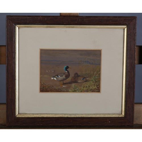 301 - ENGLISH SCHOOL EARLY 20TH CENTURY, Mallard drake and hen amongst grasses on the edge of an estuary, ... 