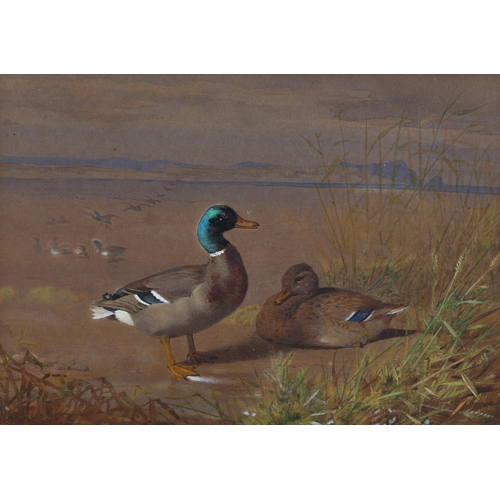 301 - ENGLISH SCHOOL EARLY 20TH CENTURY, Mallard drake and hen amongst grasses on the edge of an estuary, ... 