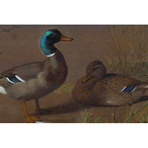 301 - ENGLISH SCHOOL EARLY 20TH CENTURY, Mallard drake and hen amongst grasses on the edge of an estuary, ... 