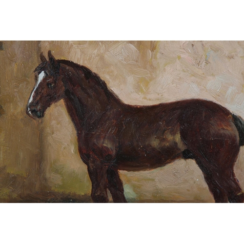 283 - C* HARRISON MID 20TH CENTURY, Study of a shire horse in a stable, oil on board, signed to lower righ... 