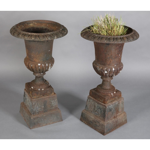 81 - A PAIR OF VICTORIAN CAST IRON GARDEN URNS, having egg and dart rims, the lower body lobed and on a s... 