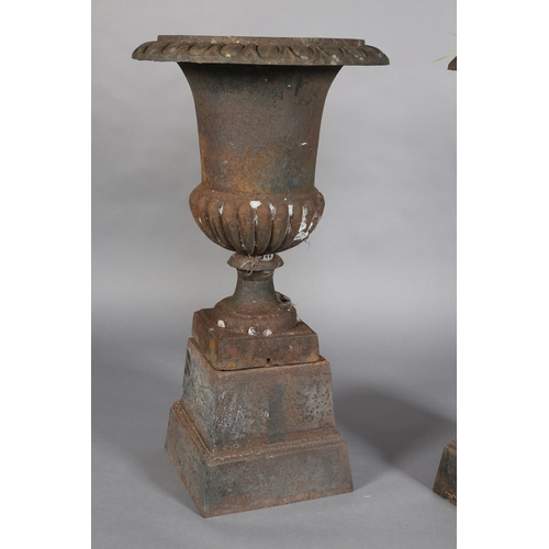 81 - A PAIR OF VICTORIAN CAST IRON GARDEN URNS, having egg and dart rims, the lower body lobed and on a s... 