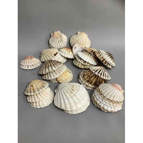 78 - A quantity of sea shells