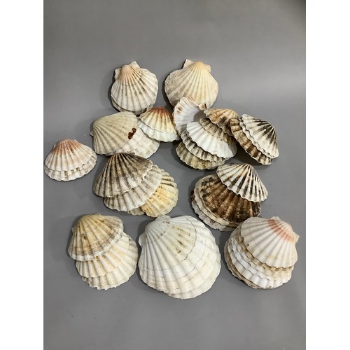 78 - A quantity of sea shells