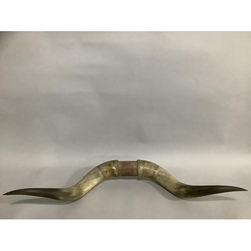 20 - A pair of Rhodesian Water Buffalo horns, overall span 105cm