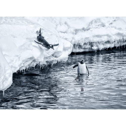 161 - Dan Welldon, Playing Gentoo Penguins, Antarctica, 2014, 4/25, mounted Giclee print on German manufac... 