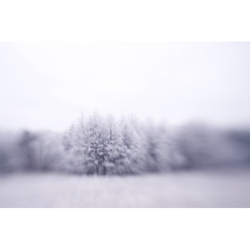 103 - Alwyn R Coates, Winter Trees, Longshaw, Peak District, 2003, framed 102cm x 122cm overall, entered i... 