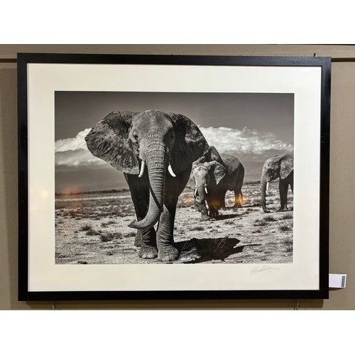 223 - Alwyn R Coates on behalf of The Born Free Foundation, Elephant On Guard, archival giclée print on Ha... 