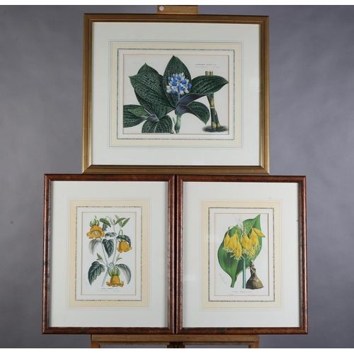 488 - AFTER HORTO VAN HOUTTEANO, A pair of botanical colour lithographs, Canarina Campanula and Collania U... 