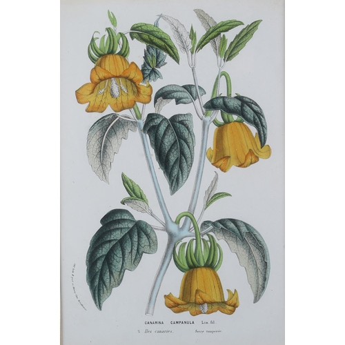 488 - AFTER HORTO VAN HOUTTEANO, A pair of botanical colour lithographs, Canarina Campanula and Collania U... 