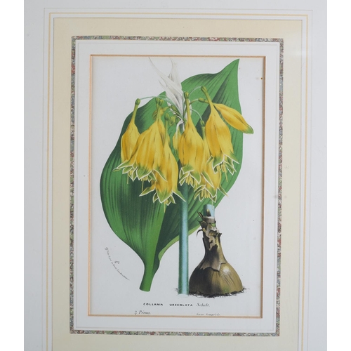 488 - AFTER HORTO VAN HOUTTEANO, A pair of botanical colour lithographs, Canarina Campanula and Collania U... 