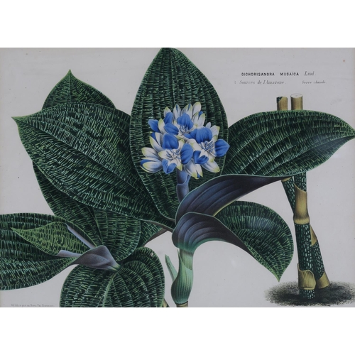 488 - AFTER HORTO VAN HOUTTEANO, A pair of botanical colour lithographs, Canarina Campanula and Collania U... 