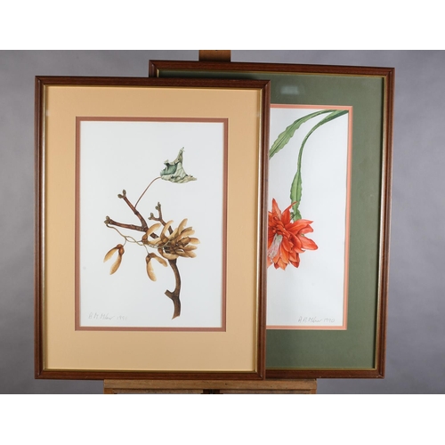 471 - A M MILNER 20TH/21ST CENTURY, Sycamore seeds and Epiphyllum, botanical studies, two, watercolour, ea... 