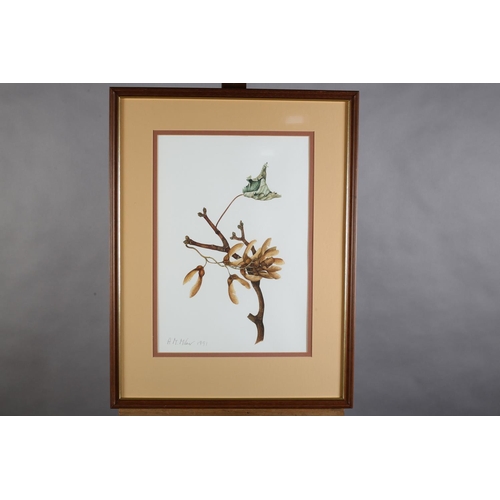 471 - A M MILNER 20TH/21ST CENTURY, Sycamore seeds and Epiphyllum, botanical studies, two, watercolour, ea... 