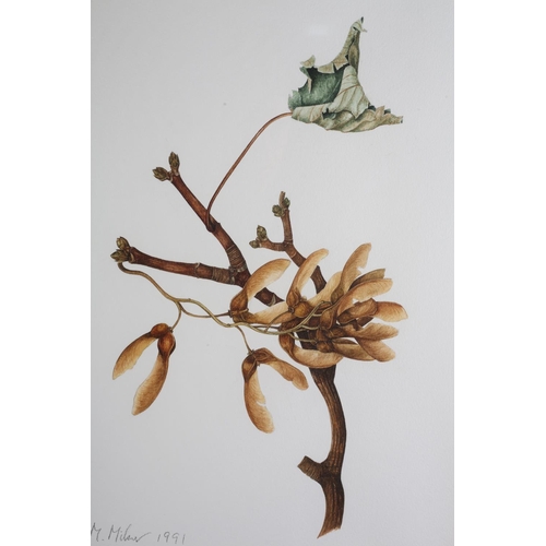 471 - A M MILNER 20TH/21ST CENTURY, Sycamore seeds and Epiphyllum, botanical studies, two, watercolour, ea... 