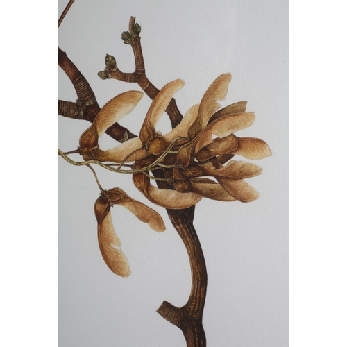 471 - A M MILNER 20TH/21ST CENTURY, Sycamore seeds and Epiphyllum, botanical studies, two, watercolour, ea... 